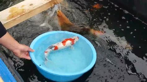 小錦鯉飼養|錦鯉の飼育方法